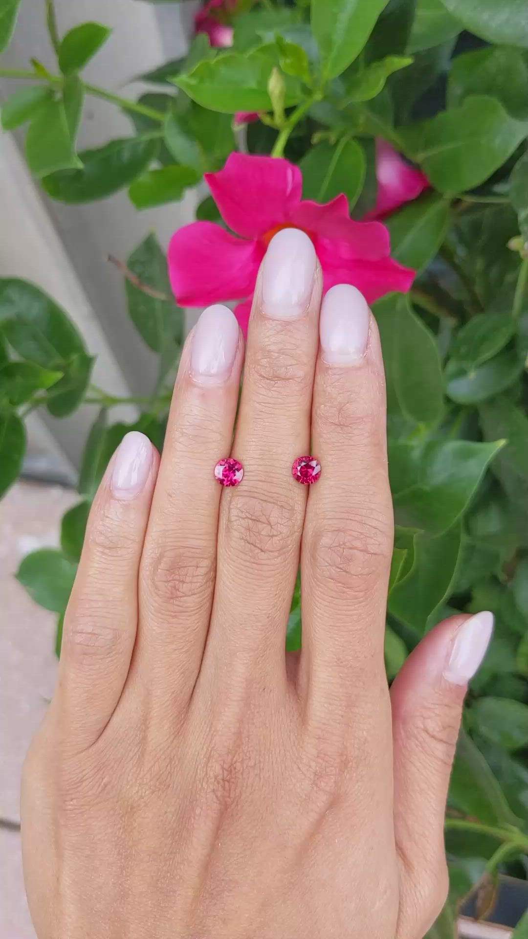 1.30 Ct.Tw.Total Carat Weight Ruby Pair from Mozambique Size Video