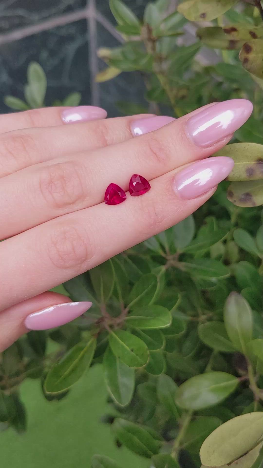 3.38&nbsp;Ct.Tw.Total Carat Weight Ruby Pair from Burma (Myanmar) Size Video