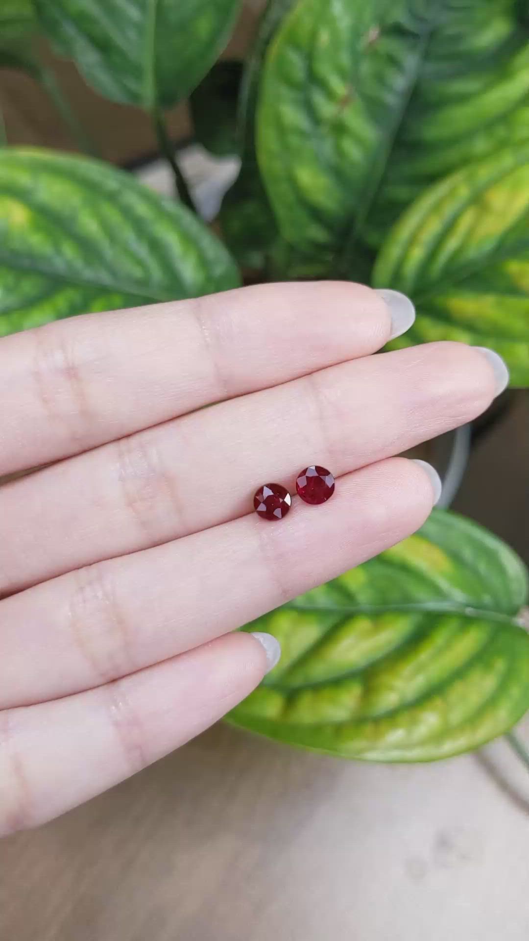 1.62 Ct.Tw.Total Carat Weight Ruby Pair from Mozambique Size Video