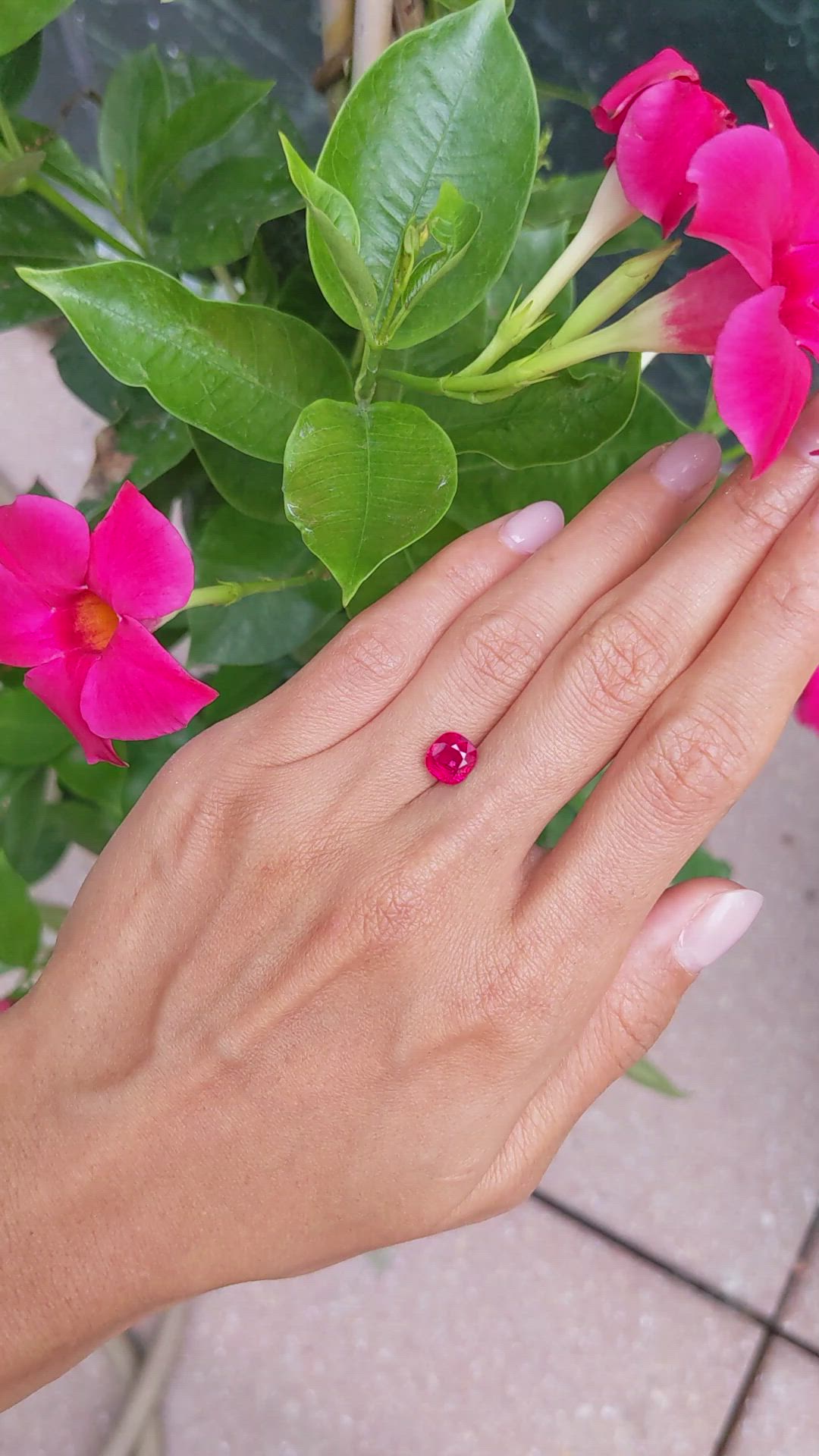 2.41 Ct. Ruby from Burma (Myanmar) Size Video