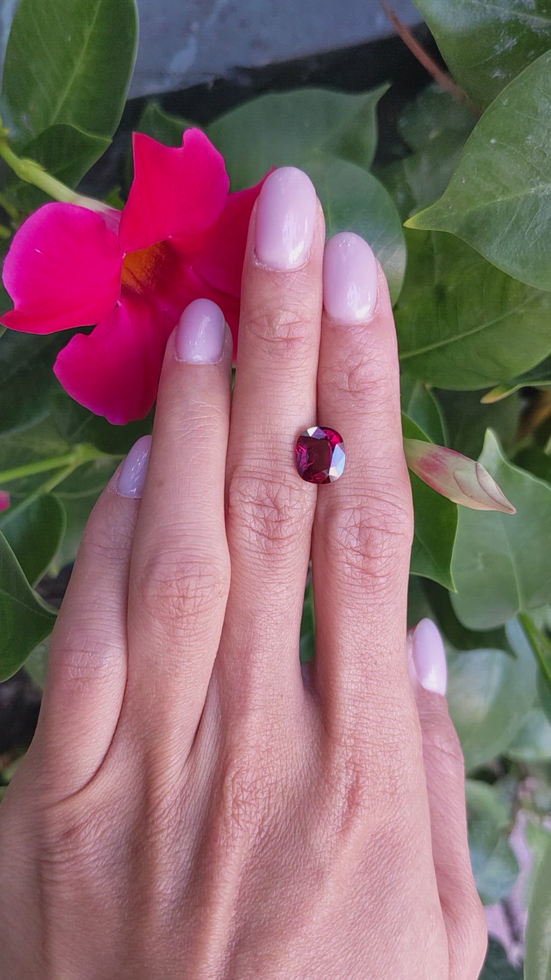 3.36 Ct. Ruby from Thailand Size Video