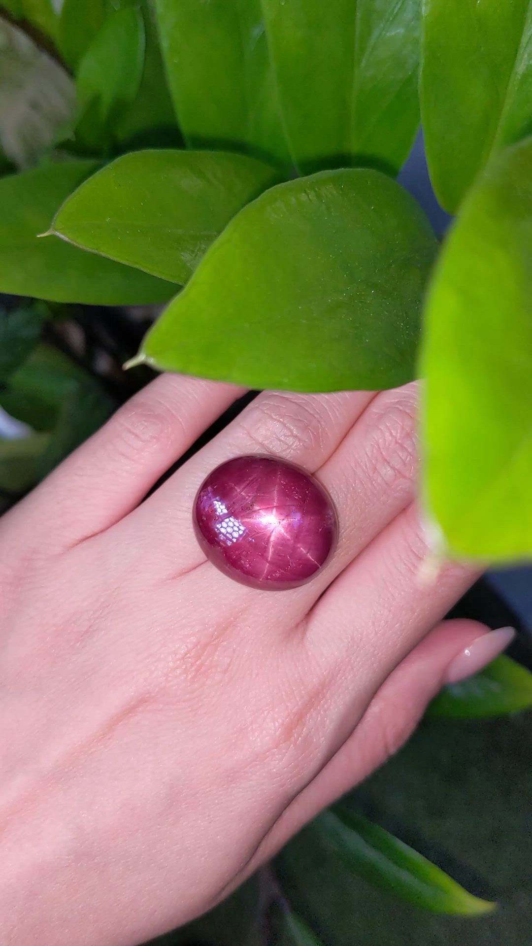 61.54 Ct. Purplish Red Star Ruby from Madagascar Size Video